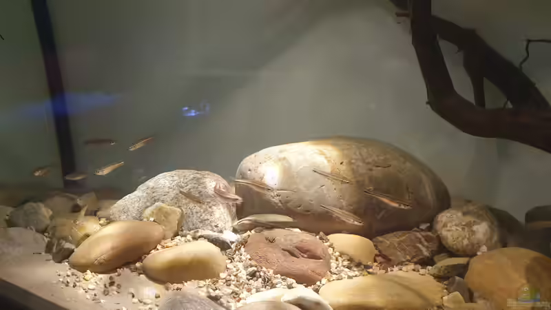 Regenbogenelritzen  von Aqua fan (12)