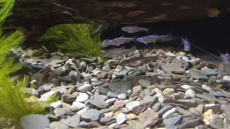 Regenbogenelritzen kurz nach dem Einsetzten von pacho (35)