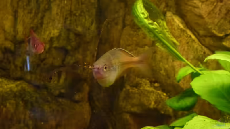 Regenbogenfisch frisst Spinne von gbroker (8)