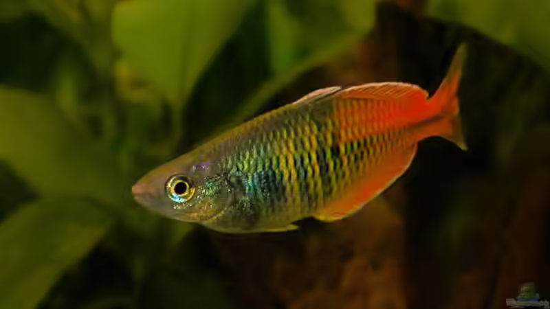 Regenbogenfisch Männchen ´Bin ich nicht schön?´ von Susanne Schmohl (30)