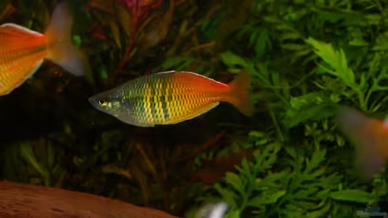 Regenbogenfisch-Männchen ist gewachsen von Susanne Schmohl (40)