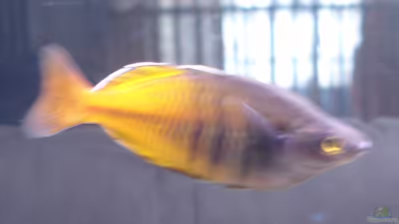 Regenbogenfisch von Cristian Bayerl (4)