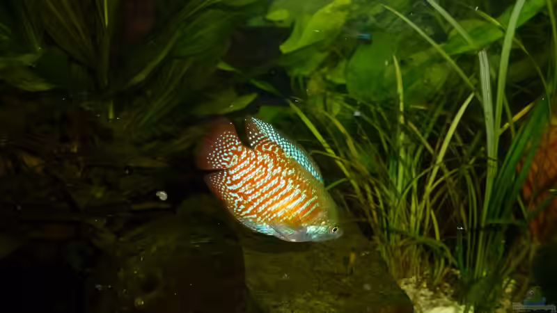 Regenbogenfisch von Jessi & Daniel (15)