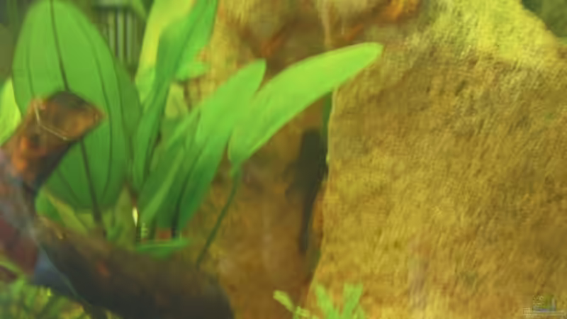 Regenbogengestein von Maria Dicke (15)