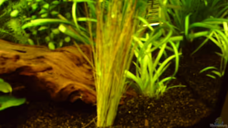 Regenschirmpflanze von Klumpen (13)