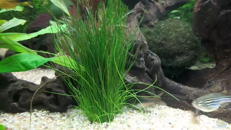 Eleocharis vivipara im Aquarium (Einrichtungsbeispiele mit Regenschirmsimse)