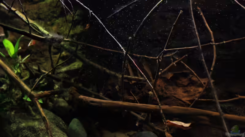 Regenwald Eindrücke im Aquarium von Florian Bandhauer (35)