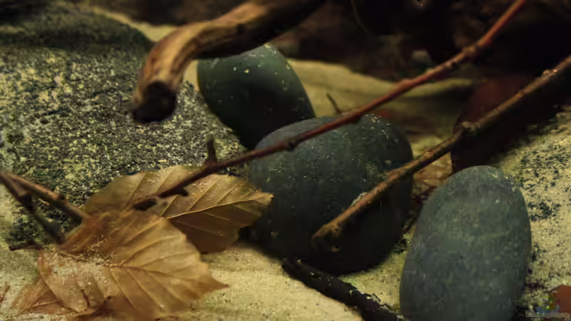 Regenwaldfluss im Aquarium von Florian Bandhauer (31)