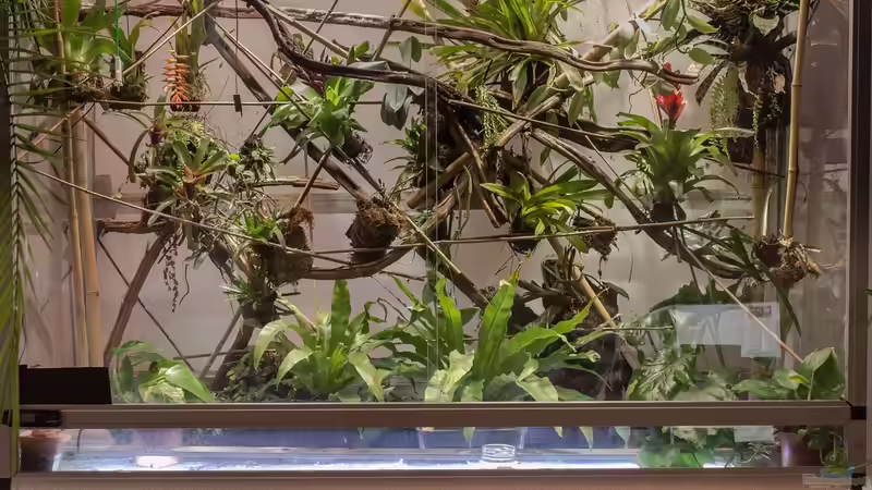 Regenwaldpaludarium am Anfang (2014) von fischgarage (18)