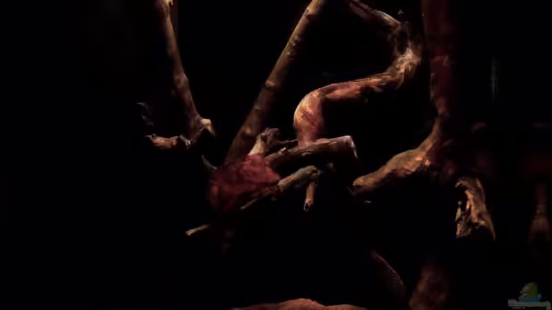 Regenwaldpfütze....