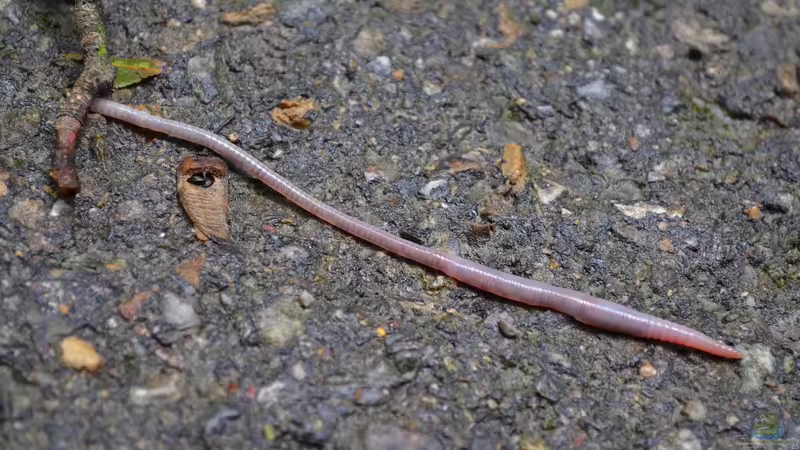 Regenwürmer: Die heimlichen Helden des Gartenbodens