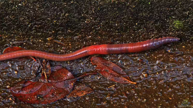 Regenwürmer: Die heimlichen Helden des Gartenbodens