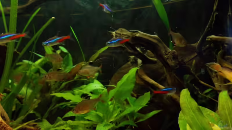 Reges Treiben von Koehler (53)