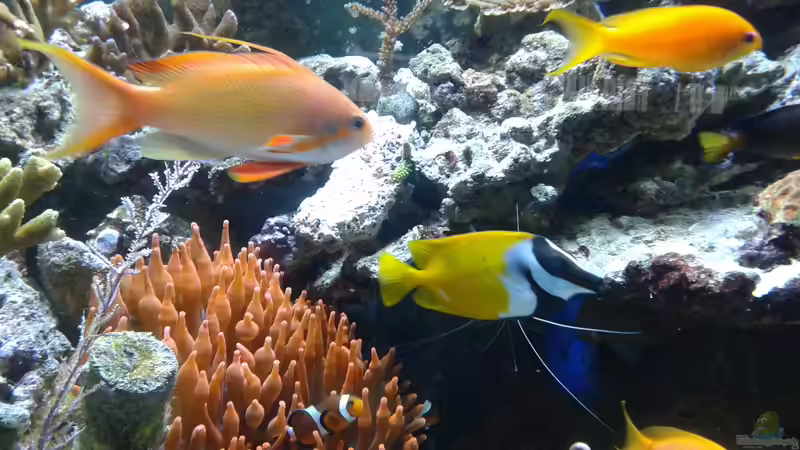 reges Treiben von Truthahnmann (54)