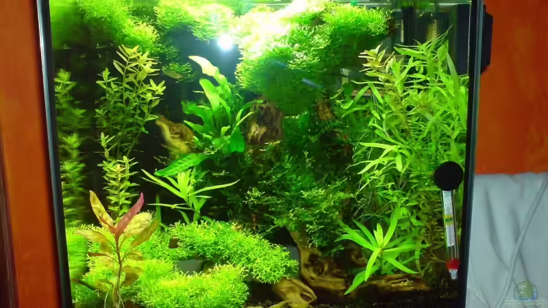 Regina Semder  stand 02.02.08 von Katzenmutti (1)