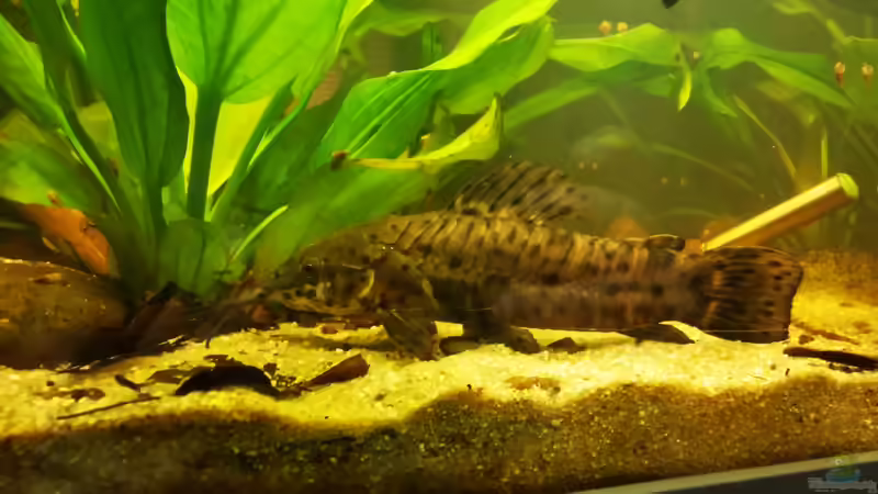 Rehbrauner Schwielenwels von 8isJulchn8 (9)