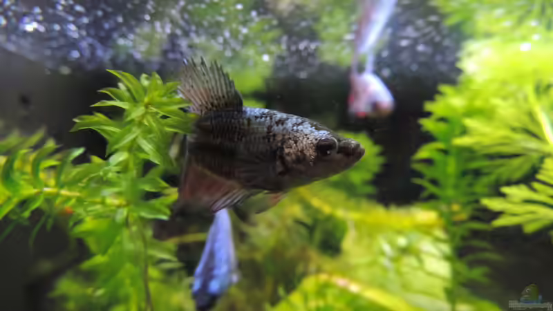 Rei von OreoEmmy (15)