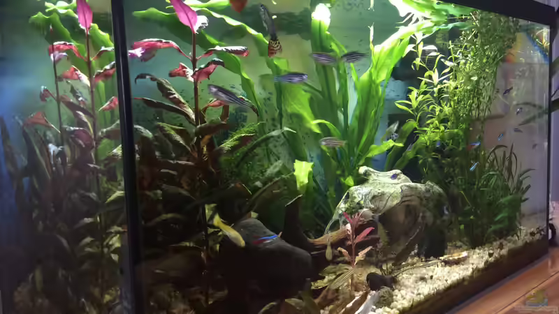 Reich bepflanzt mit unterschiedlichen Pflanzen von Anni Nixe (4)