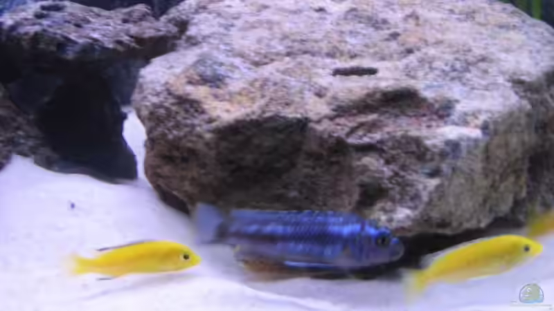 reih und glied auf futtersuche von Gladbacherfohlen86 (23)