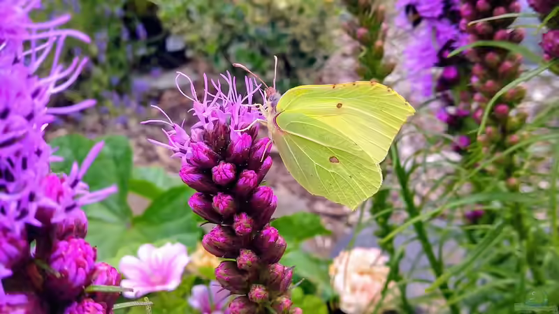 Reihenhausgarten - Gestaltung, Planung und Pflege auf kleinem Raum
