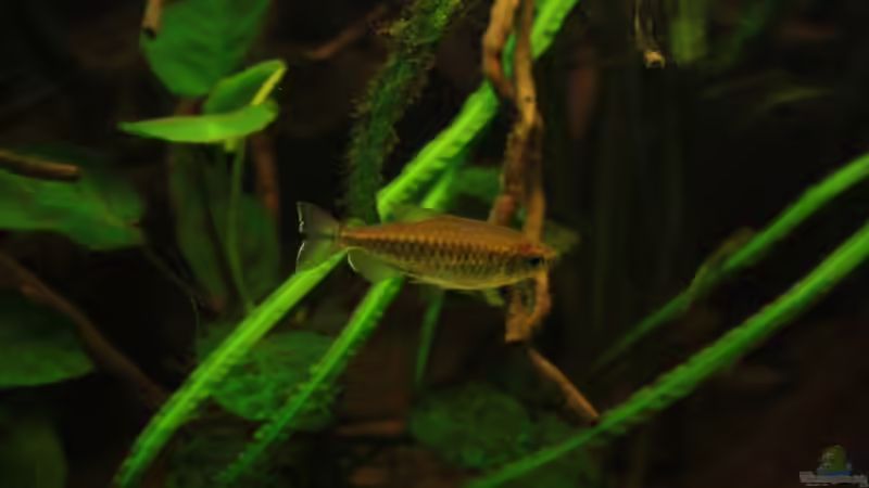 Aquarien mit Kongosalmlern (Einrichtungsbeispiele für Phenacogrammus-Arten)