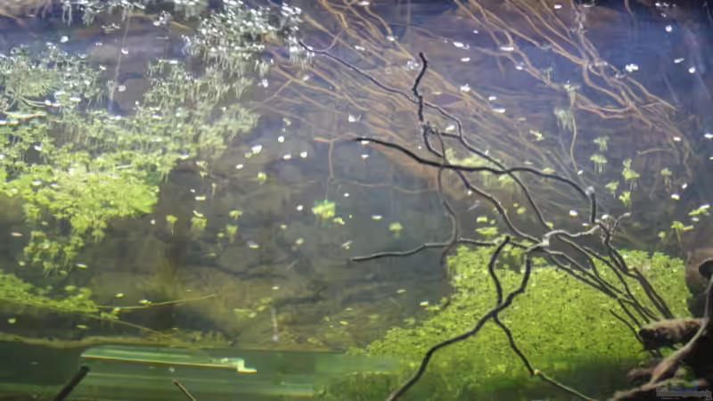 Reine Spiegelung ;-) von Florian Bandhauer (48)