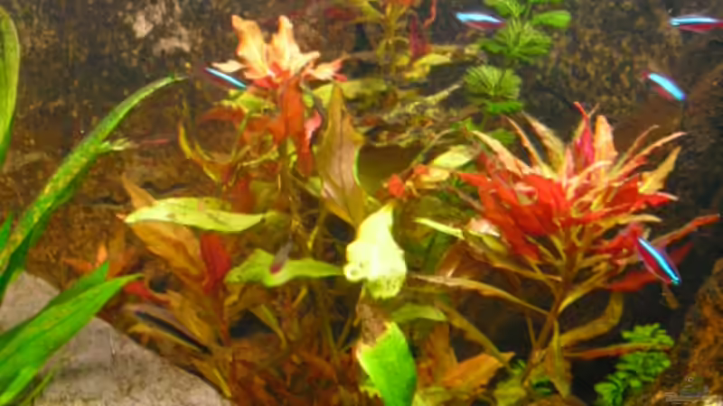 Reinecki Wald mit Cabomba caroliniana von FischfanAQ (11)