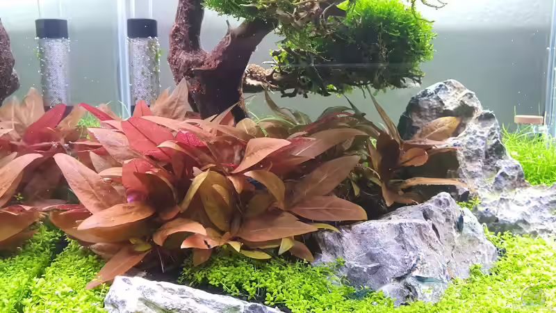 Reineckii Mini nach 47 Tagen von Marco B. (18)