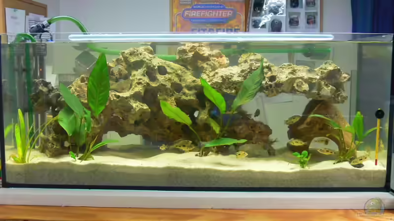 Reines Aufzuchtbecken von Christian Klar (1)