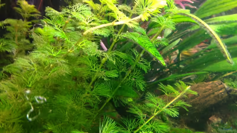 ´reinragende´ Wurzel von Michel (11)