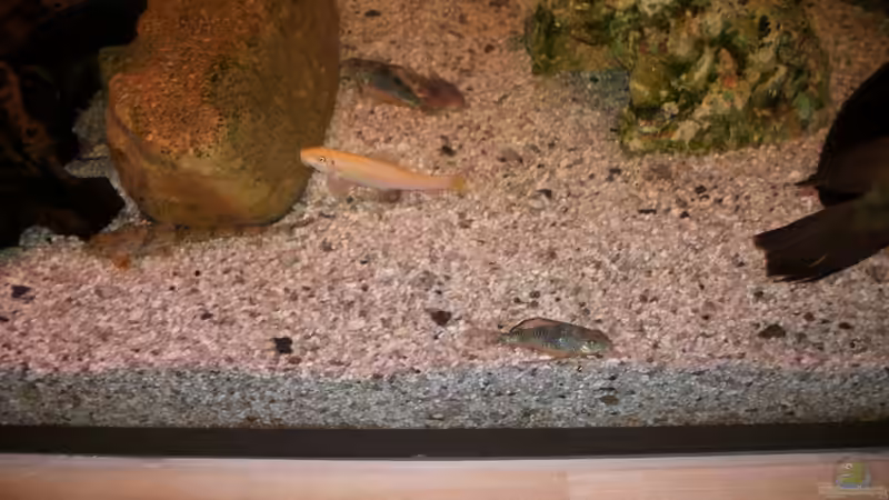 Reinungstruppe in Aktion von fischmutti (22)