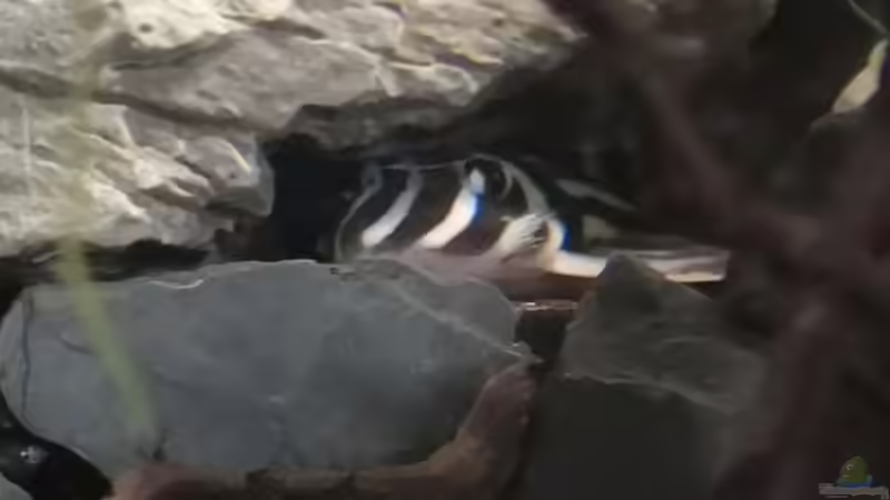 relativ gut versteckt von Mark H. (49)