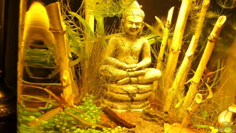 Relax von Sailfish (13)