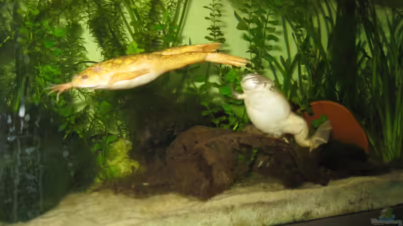 Renaldine und Gitti von Jenny (33)