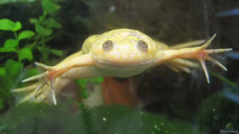 Renaldine von Jenny (28)