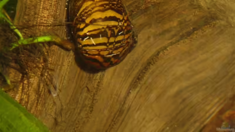 Rennschnecke an einer Wurzel von David Weidenbacher (34)