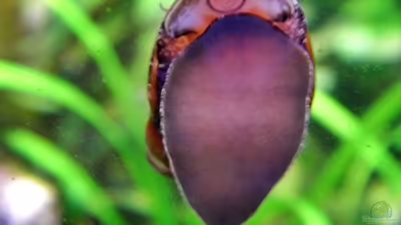 Rennschnecke beim abweiden von snooze (49)