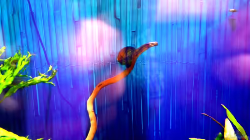 Rennschnecke beim Sonnenaufgang von David Weidenbacher (36)