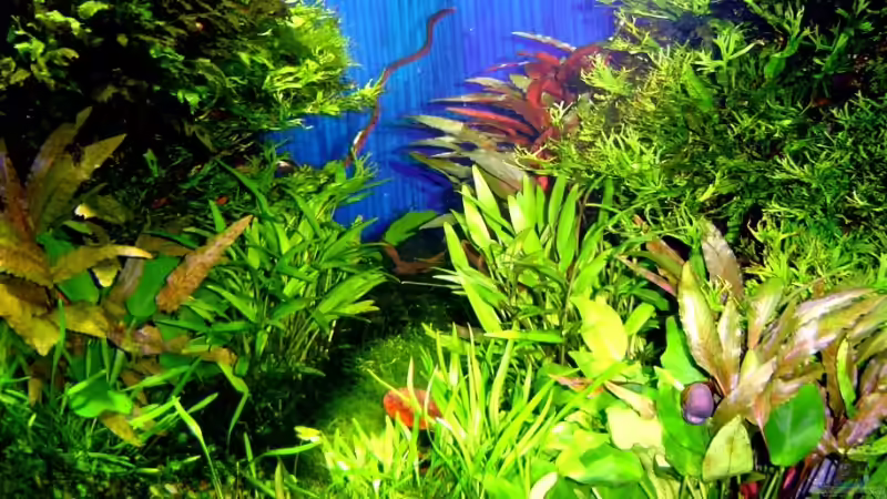 Rennschnecke im Mittelteil vom 21.10.2006 von David Weidenbacher (40)