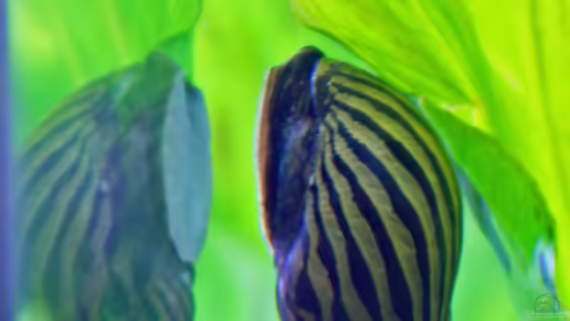 Rennschnecke im Spiegel von Aniram (25)