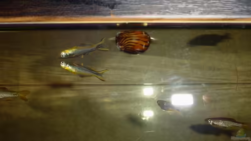 Rennschnecke mit Gabelschwanz-Blauauge von Sabine Stark (28)