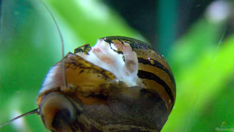 Rennschnecke mit Gehäuseschäden :/ von Stefan S. (12)