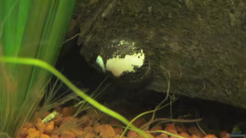 Rennschnecke mit Krosserieschaden beim (Fluchtversuch im Filter steckegeblieben) von Opodeldok (51)