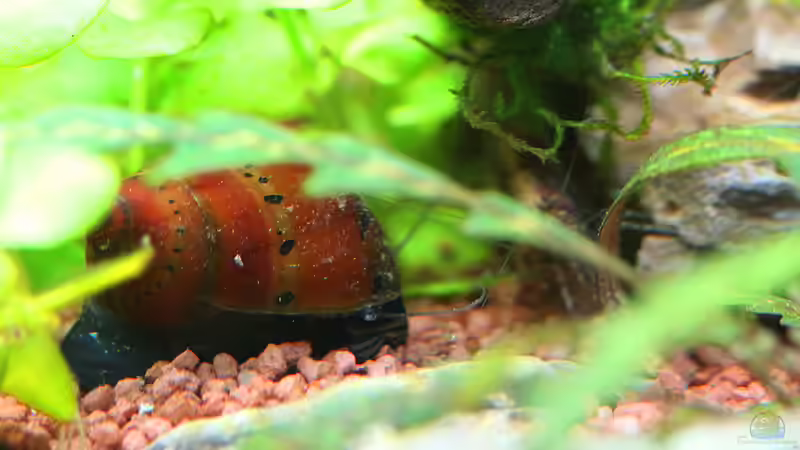 Rennschnecke Orange Track von Dirk F. (37)