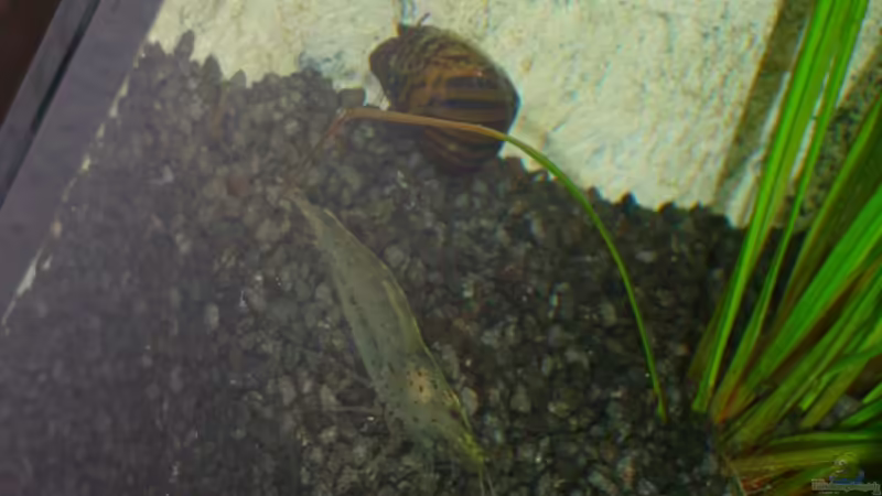 Rennschnecke und Amano-Garnele von Goos (25)