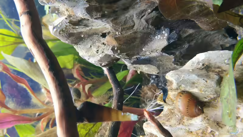 Rennschnecke und Cappuccino Schnecke von Wall-E (23)