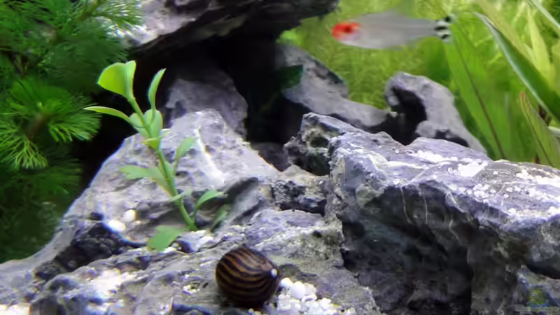 Rennschnecke und Rotkopfsalmler von Heidi und Gerhard (10)