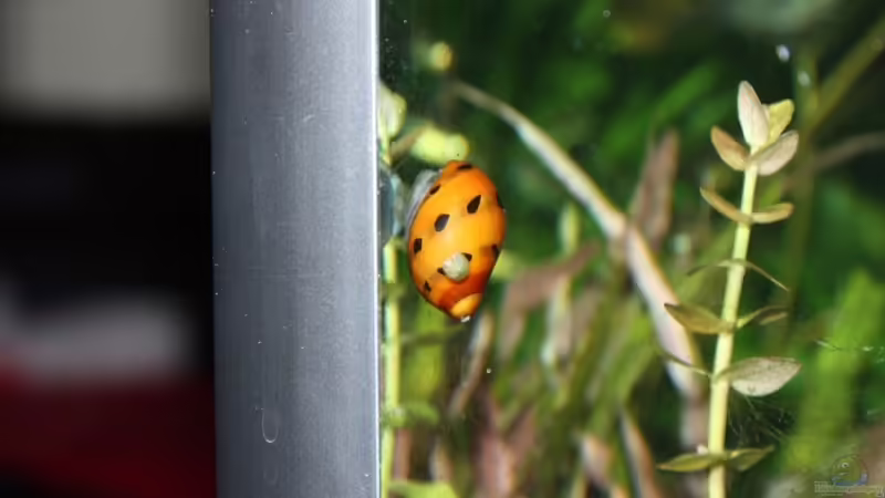 Rennschnecke von balzman (21)