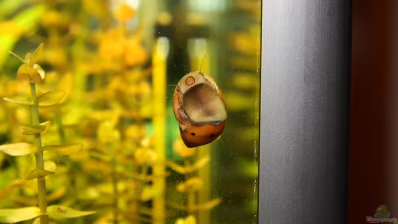 Rennschnecke von balzman (22)