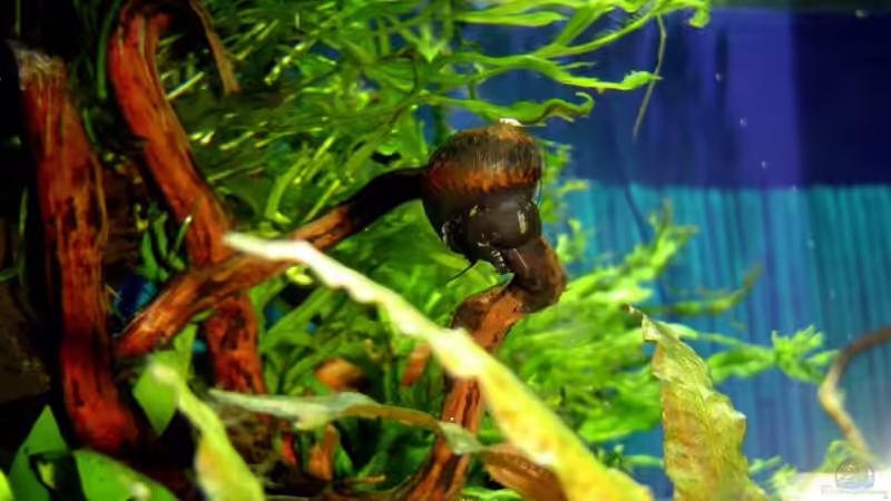 Rennschnecke von David Weidenbacher (35)